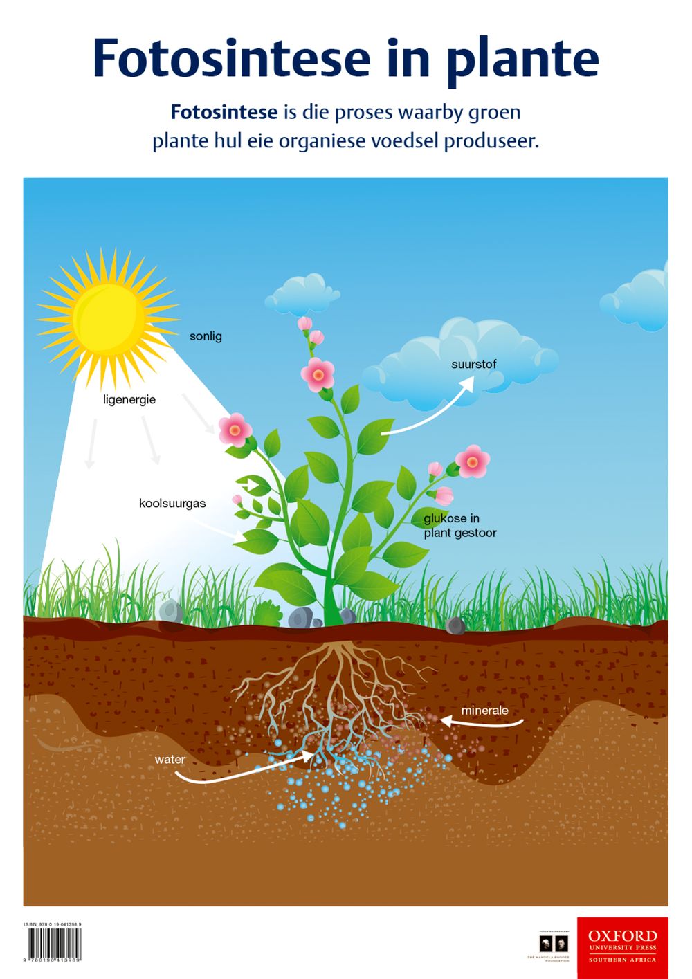 Poster: Natuurwetenskappe en Tegnologie - Fotosintese in plante
