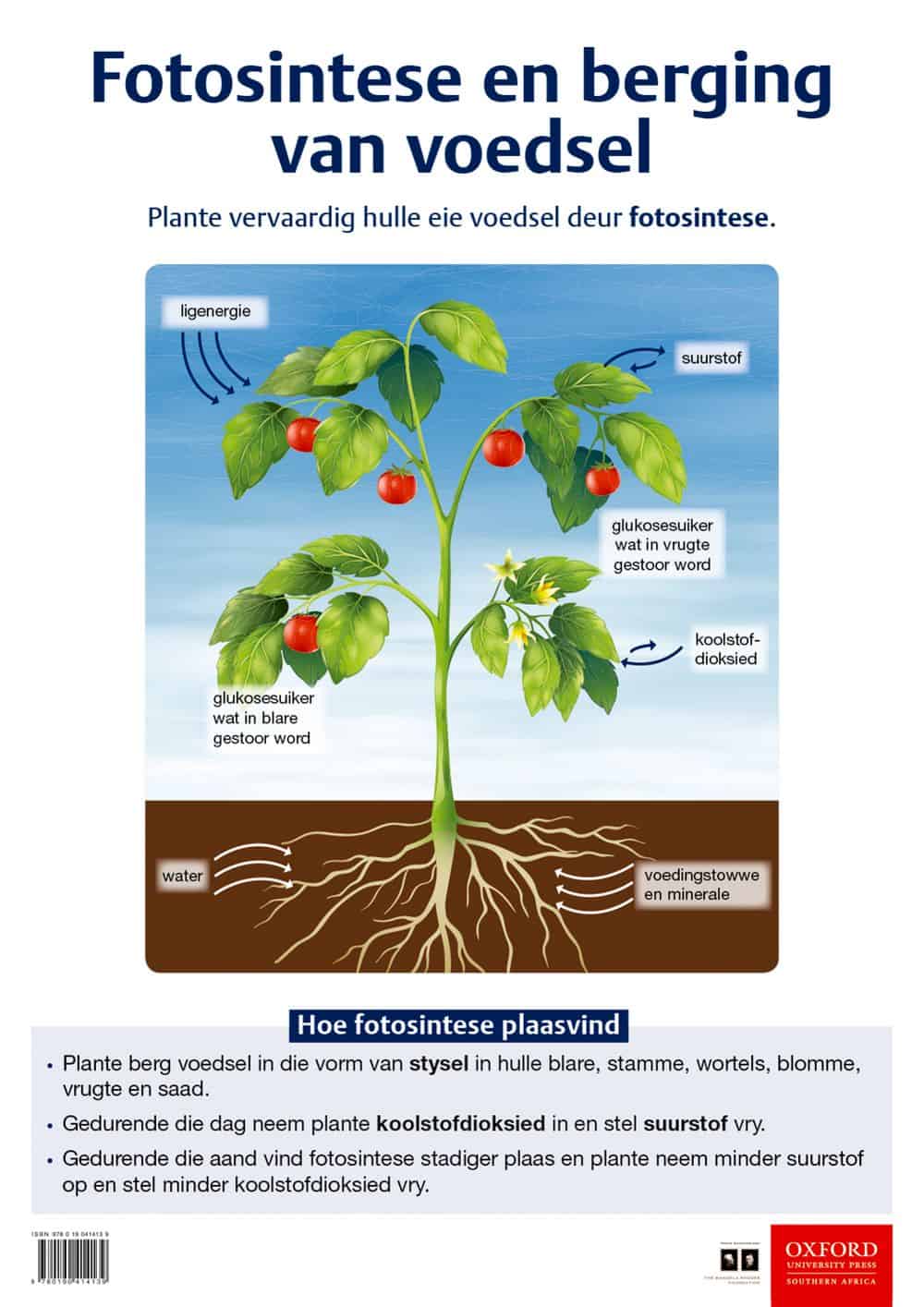 Poster: Natuurwetenskappe en Tegnologie - Fotosintese en berging van voedsel